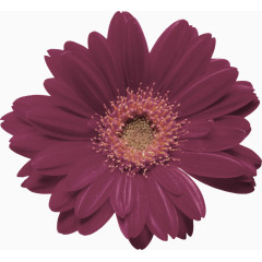 紫色清新花朵装饰图案