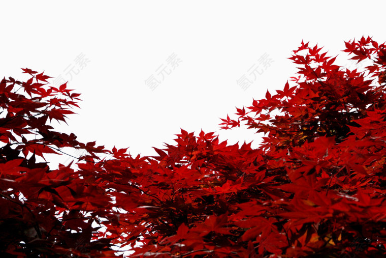 红色枫叶美景