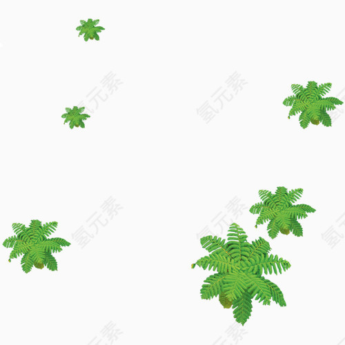 绿色芭蕉树组图