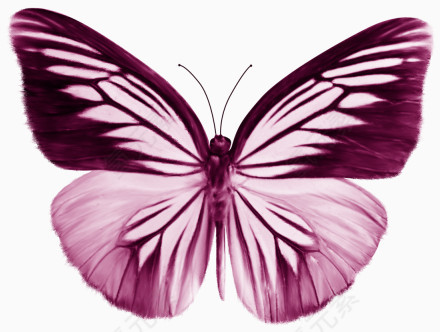漂亮的粉色蝴蝶