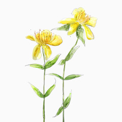 手绘黄色花朵