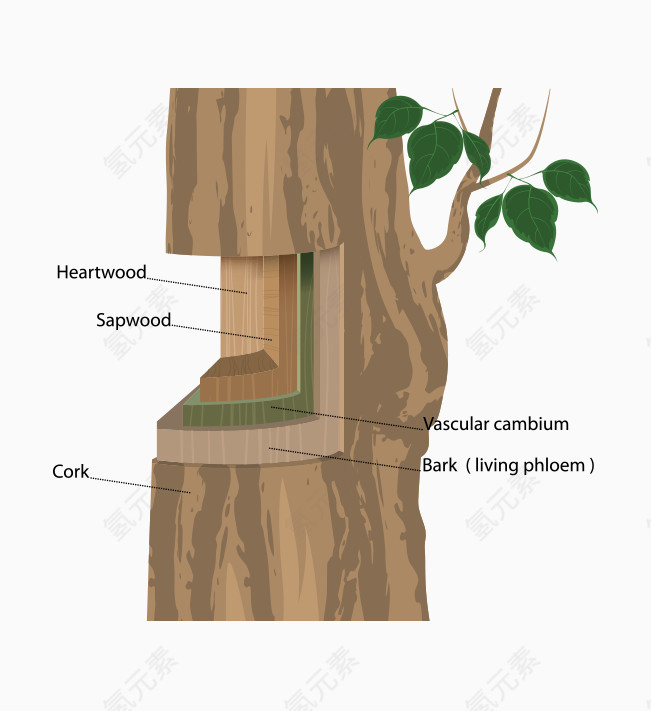 树干分析矢量素材