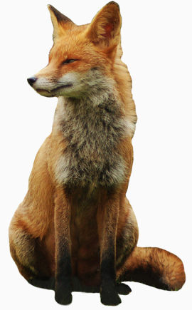 棕色狐狸
