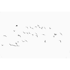 鸟 迁徙 群鸟 黑色
