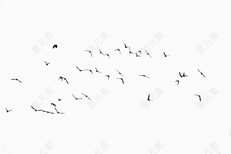 鸟 迁徙 群鸟 黑色