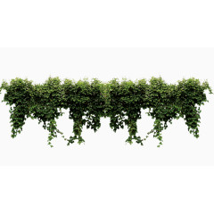 墙头绿色植物