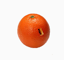 蛀虫的橙子