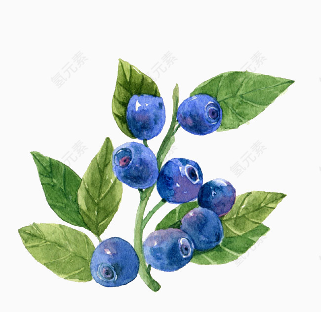 水果之蓝莓