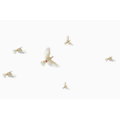 白色简约飞鸽装饰图案