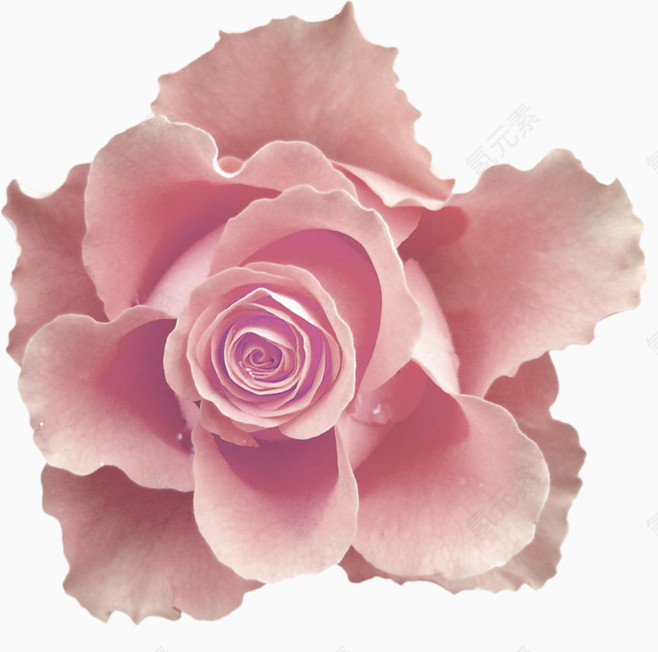 粉色清新花朵装饰图案