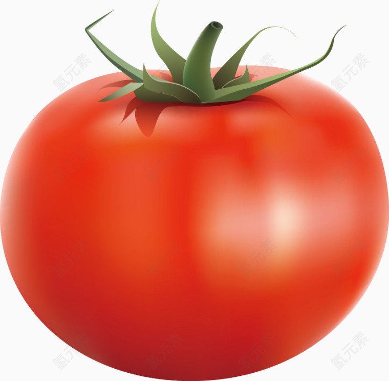 矢量西红柿图片
