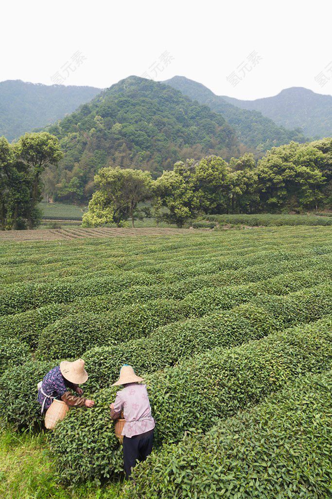 绿色茶田