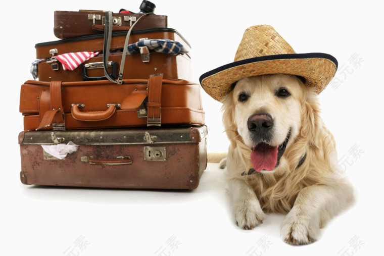带着狗狗去旅行