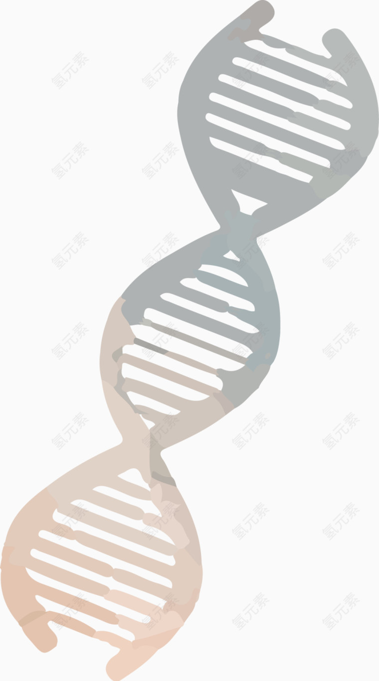 染色体结构图