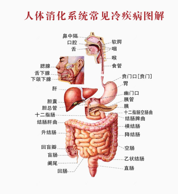 人体系统消化图下载