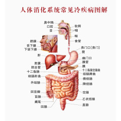 人体系统消化图