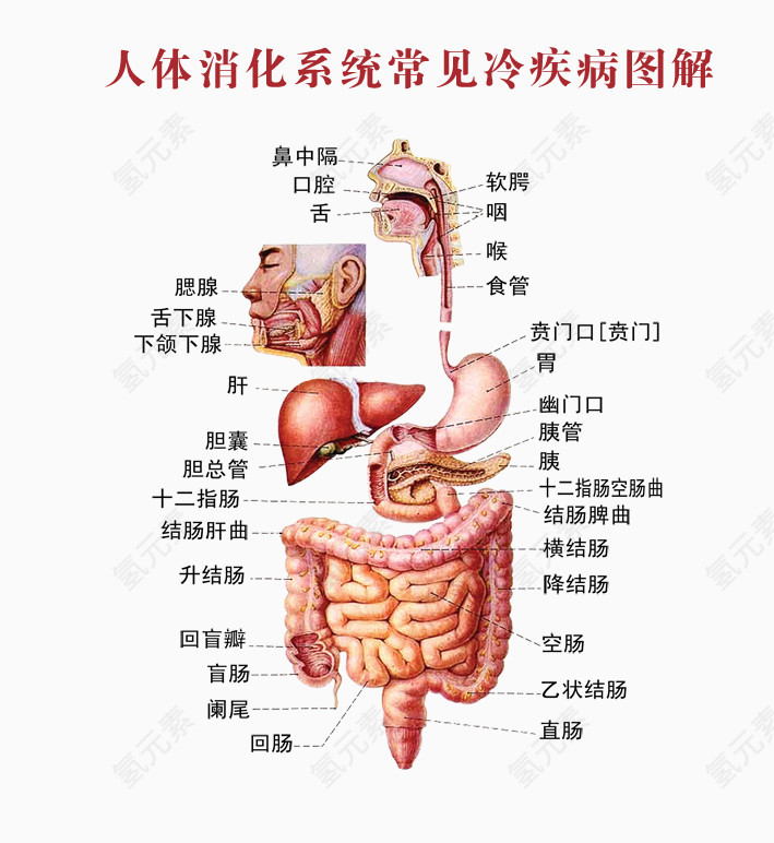 人体系统消化图