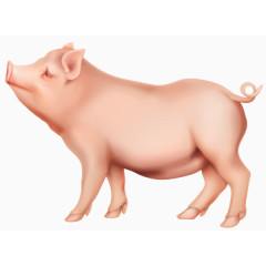 粉嫩的小胖猪