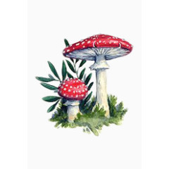 有毒菌类伞形蘑菇