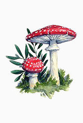 有毒菌类伞形蘑菇