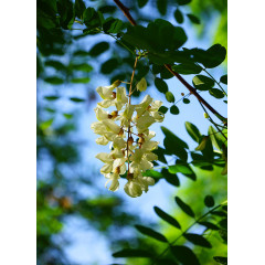 洋槐花植物图片