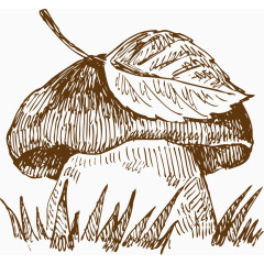 蘑菇手绘素描