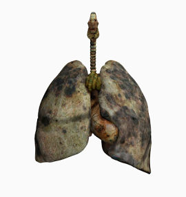 吸烟人的肺