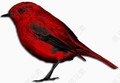 红色小鸟