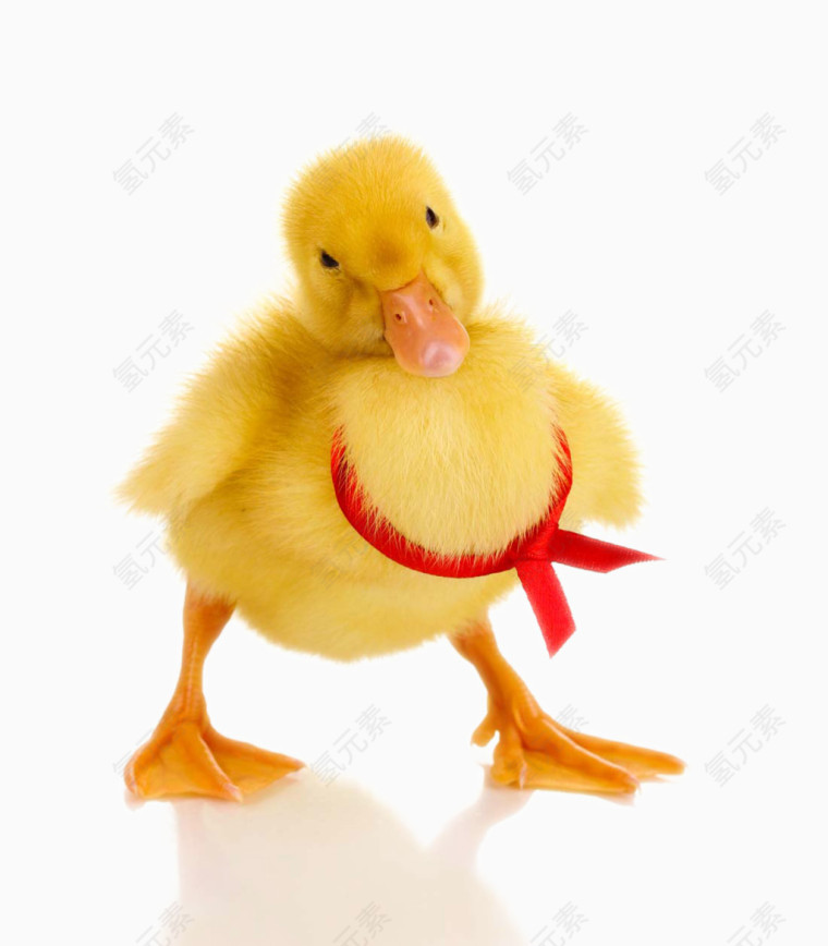 可爱的黄色鸭子