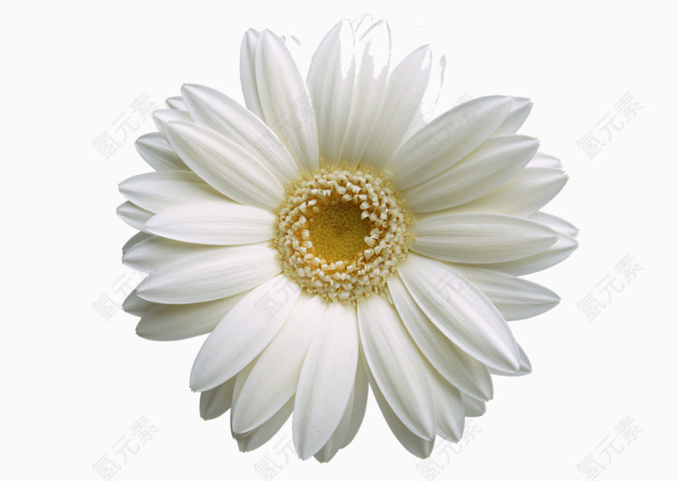 一朵白色小花