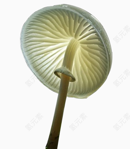 蘑菇形状保护伞