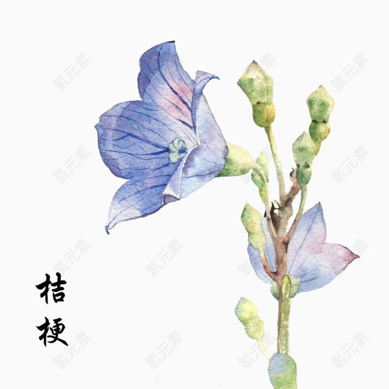 水彩手绘桔梗花素材