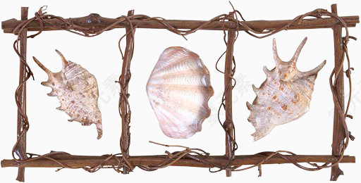 枯枝方框漂亮海螺