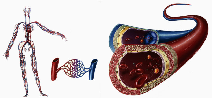 人体血液循环医疗图片下载