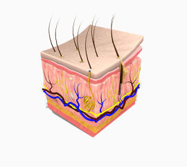 皮肤的表面