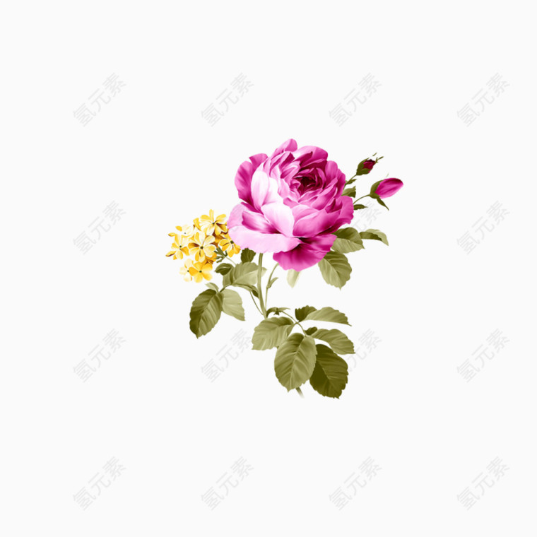 紫红色牡丹花图片