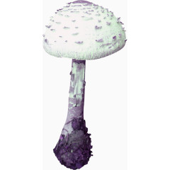 白色毒蘑菇