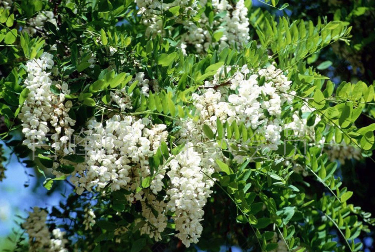 开满花朵的洋槐树