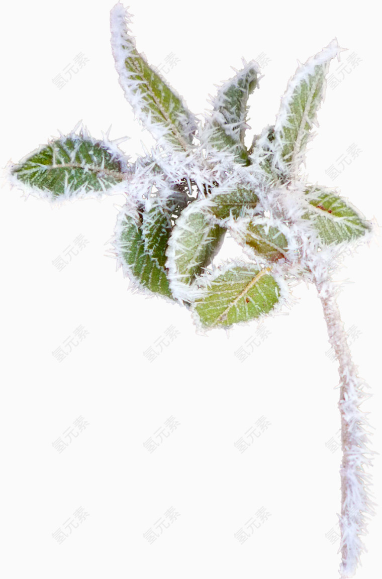 雪花枝叶