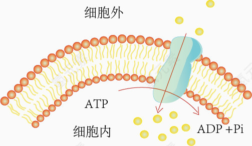 主动运输