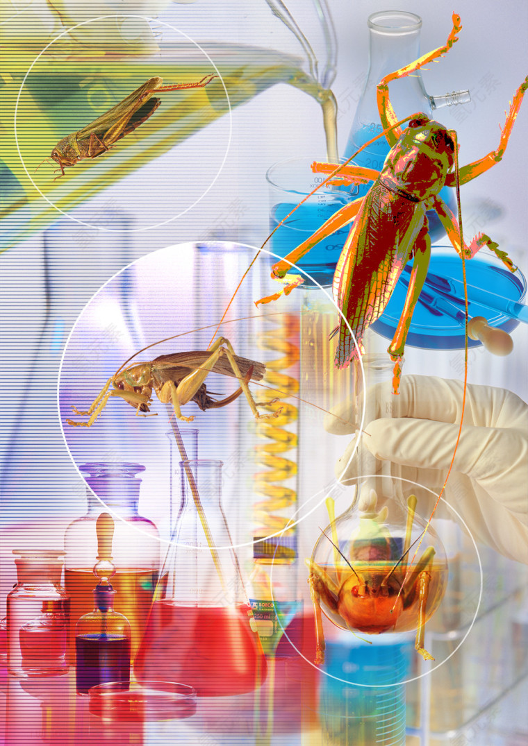 蟋蟀科研化学科技未来