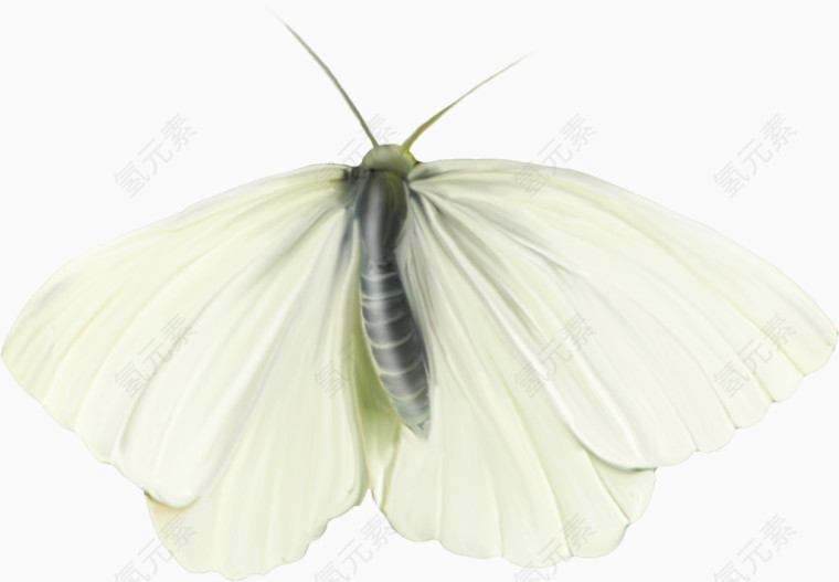 超唯美漂亮白色蝴蝶动物