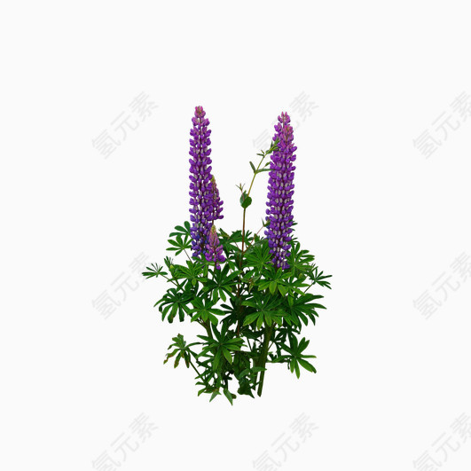 紫色串联花卉素材