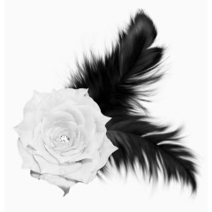 黑羽毛白玫瑰