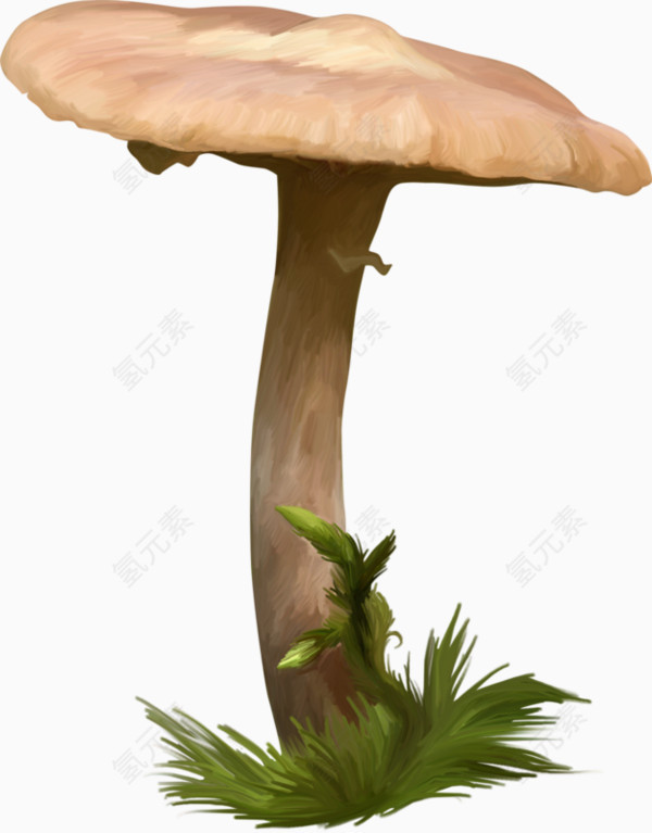 手绘蘑菇