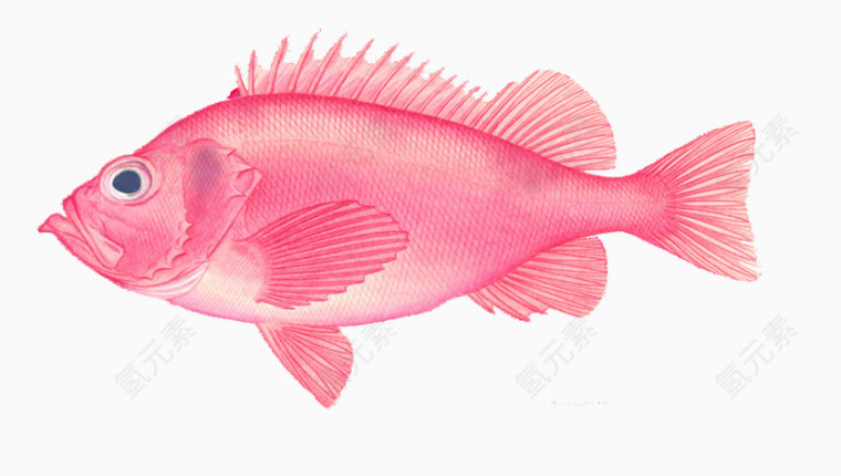 粉色的小鱼素材图片