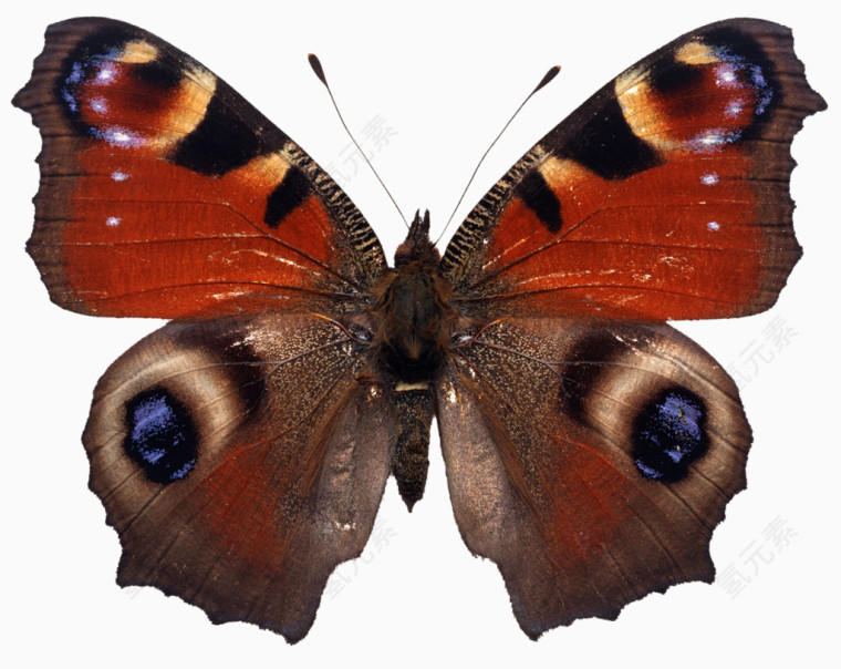 超唯美漂亮彩色蝴蝶动物