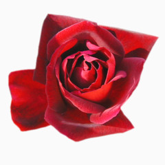 美丽的玫瑰花矢量图