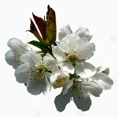 白色花朵装饰物