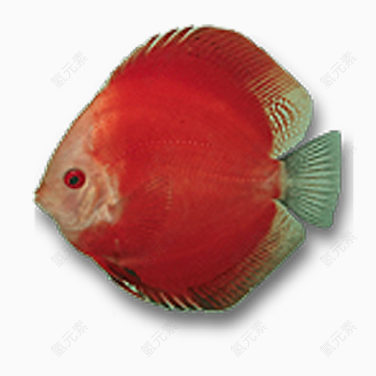 红色胖胖鱼